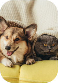 Dog with Cat
